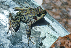 Newton's Water Frog photo 1