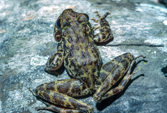 Newton's Water Frog photo 2