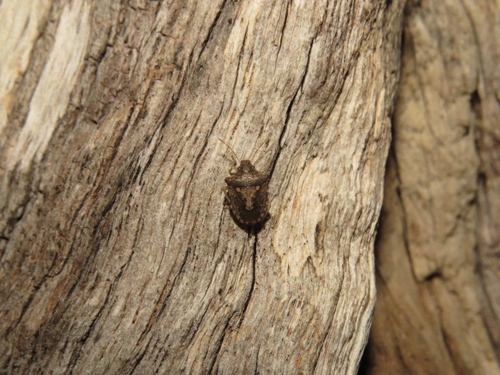Carbula limpoponis