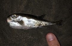 Lagocephalus spadiceus