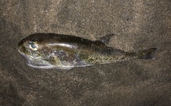 Lagocephalus spadiceus