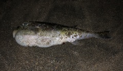 Lagocephalus spadiceus