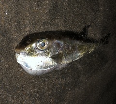 Lagocephalus spadiceus