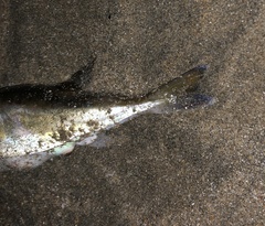 Lagocephalus spadiceus