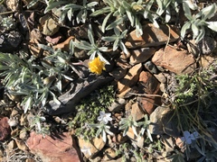 Raillardella argentea