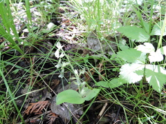 Neottia convallarioides