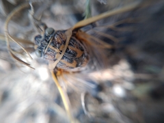 Cicadatra querula