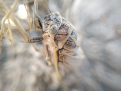 Cicadatra querula