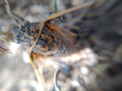 Cicadatra querula