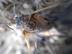 Cicadatra querula