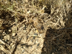Cicadatra querula
