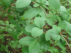 Viburnum burejaeticum