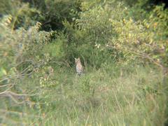 Leptailurus serval