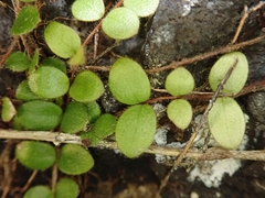 Metrosideros carminea