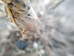 Cicadatra querula