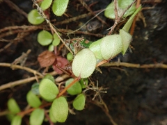 Metrosideros carminea