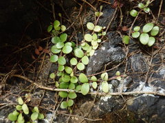 Metrosideros carminea
