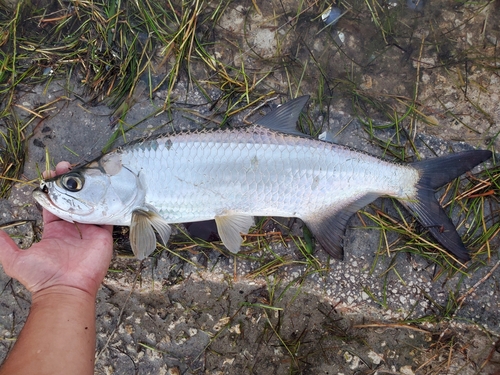Atlantic Tarpon, photo 9 of 10