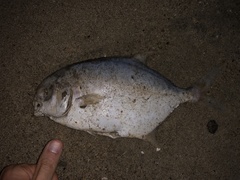 Trachinotus