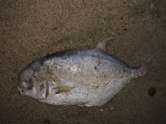 Trachinotus