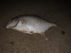 Trachinotus