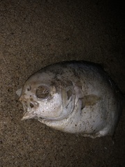 Trachinotus