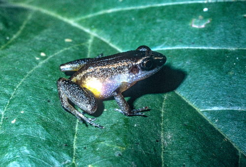 Arthroleptis taeniatus