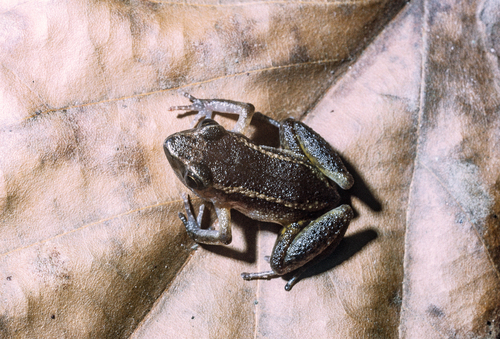 Arthroleptis taeniatus