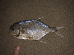 Trachinotus