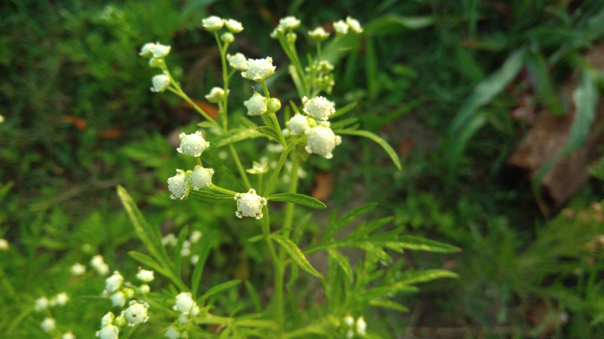Parthenium hysterophorus
