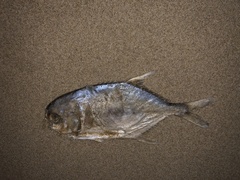 Trachinotus
