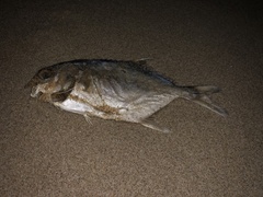 Trachinotus
