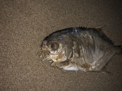 Trachinotus