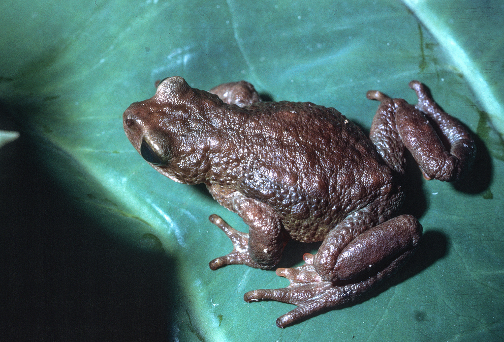 Swamp Forest Tree Toad
