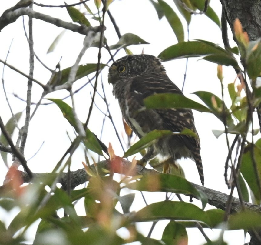 Collared Owlet