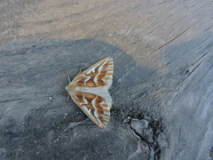 Caripeta piniata