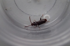 Cryptamorpha brevicornis