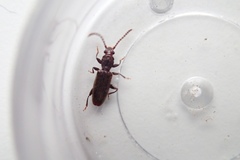 Cryptamorpha brevicornis