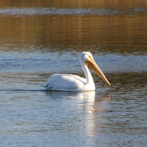 iNaturalist observation photo of American White Pelican