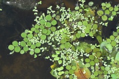 Salvinia