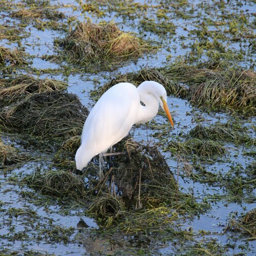 iNaturalist observation photo of Great Egret