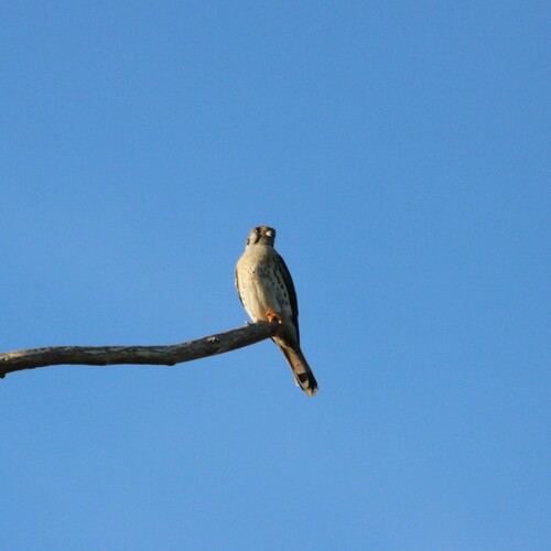 iNaturalist observation photo of American Kestrel