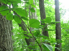 Viburnum burejaeticum
