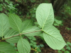 Viburnum burejaeticum