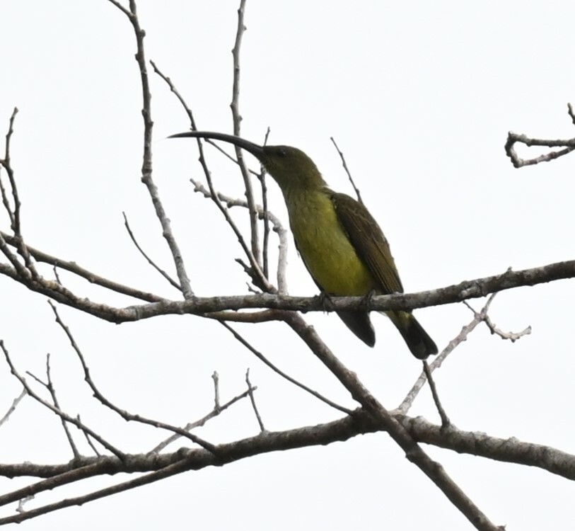 Long-billed Spiderhunter (Arachnothera robusta), photo 3
