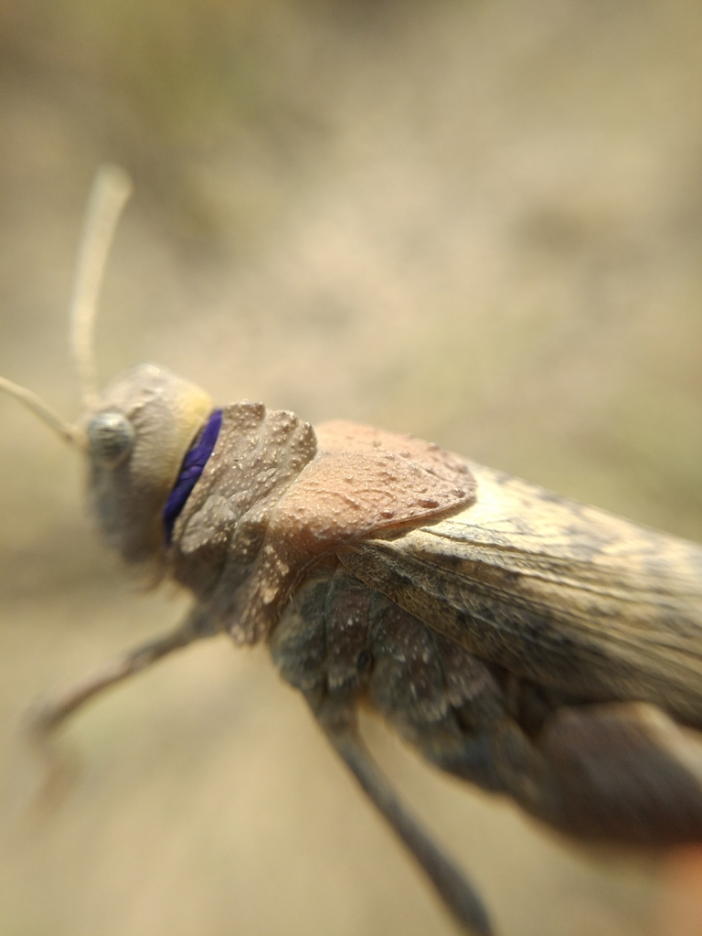 Asiotmethis zacharjini