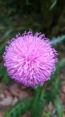 Carduus defloratus