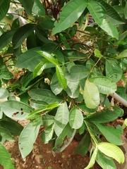 Syzygium aqueum