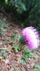 Carduus defloratus