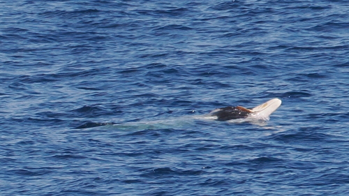 Strap-toothed Whale (Mesoplodon layardii)